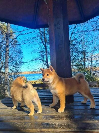 TOP Shiba Inu tenci!